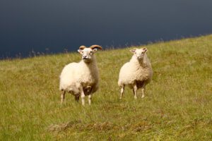 Ich bin der gute Hirte. Der gute Hirte lässt sein Leben für die Schafe. (Johannes 10,11)