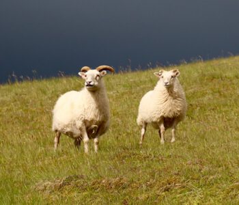 Ich bin der gute Hirte. Der gute Hirte lässt sein Leben für die Schafe. (Johannes 10,11)