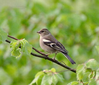 Glaube ist ein Vogel, der singt, auch wenn die Nacht noch dunkel ist. (Rabindranath Tagore). Foto: Hans-Martin Goede