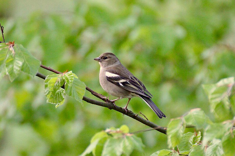 Glaube ist ein Vogel, der singt, auch wenn die Nacht noch dunkel ist. (Rabindranath Tagore). Foto: Hans-Martin Goede