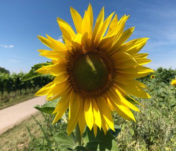 Eine echte Breisgauer Sonnenblume im Sommer 2020. Foto: Goede